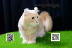 Cute Cat8