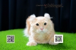 Cute Cat4
