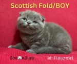 Cute Cat2