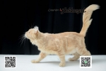 Cute Cat5