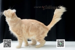 Cute Cat4