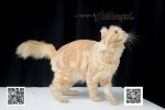 Cute Cat4