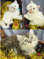 Cute Cat3