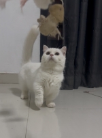 Cute Cat10
