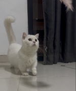 Cute Cat2