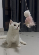 Cute Cat2