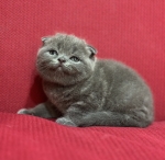 Cute Cat9