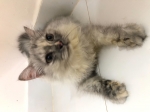 Cute Cat10