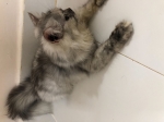 Cute Cat10