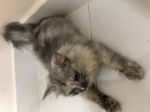 Cute Cat8