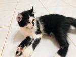 Cute Cat7