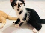 Cute Cat9