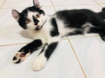 Cute Cat9
