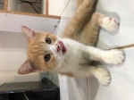 Cute Cat5