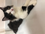 Cute Cat4