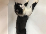 Cute Cat6