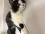 Cute Cat5