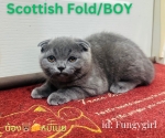 Cute Cat3