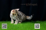 Cute Cat3