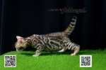 Cute Cat4