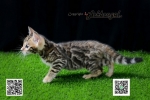 Cute Cat2