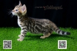 Cute Cat4