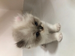 Cute Cat3