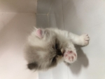 Cute Cat10