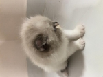 Cute Cat1