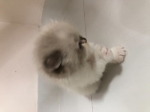 Cute Cat2