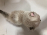 Cute Cat3