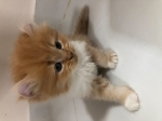 Cute Cat1