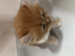 Cute Cat2