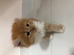 Cute Cat9