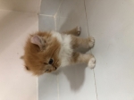 Cute Cat2