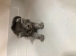 Cute Cat1
