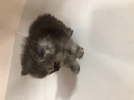 Cute Cat1