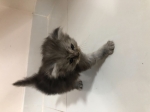 Cute Cat8