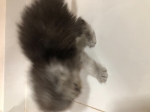 Cute Cat1