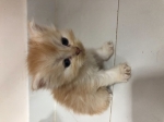 Cute Cat10