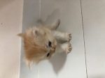 Cute Cat10