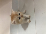 Cute Cat10