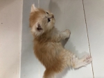 Cute Cat7