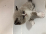 Cute Cat9