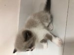 Cute Cat9