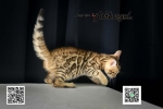 Cute Cat7
