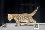 Cute Cat7