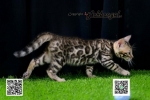 Cute Cat4