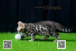Cute Cat10