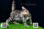 Cute Cat1